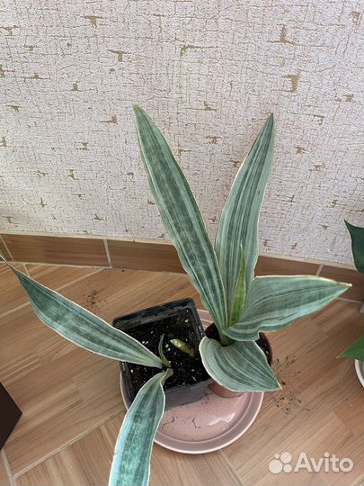 Сансивиерия Мунштайн