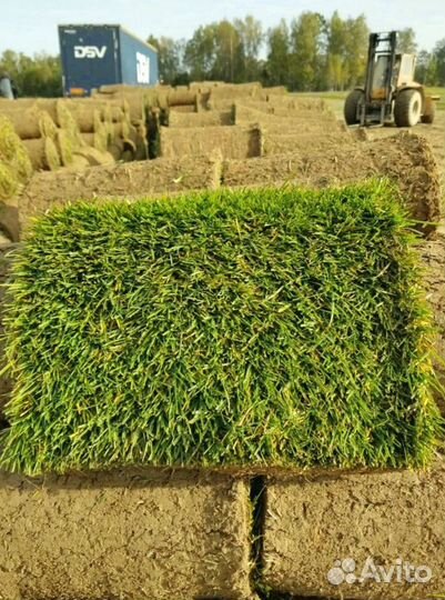 Газон в рулоне