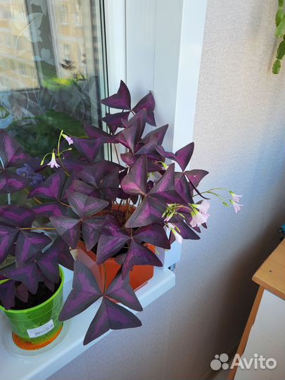 Кислица оксалис