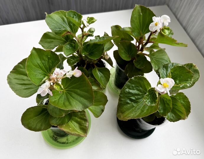 Комнатные растения цветы