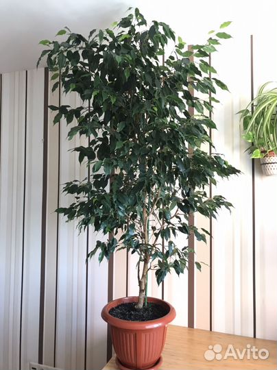 Фикус Бенджамина, большой