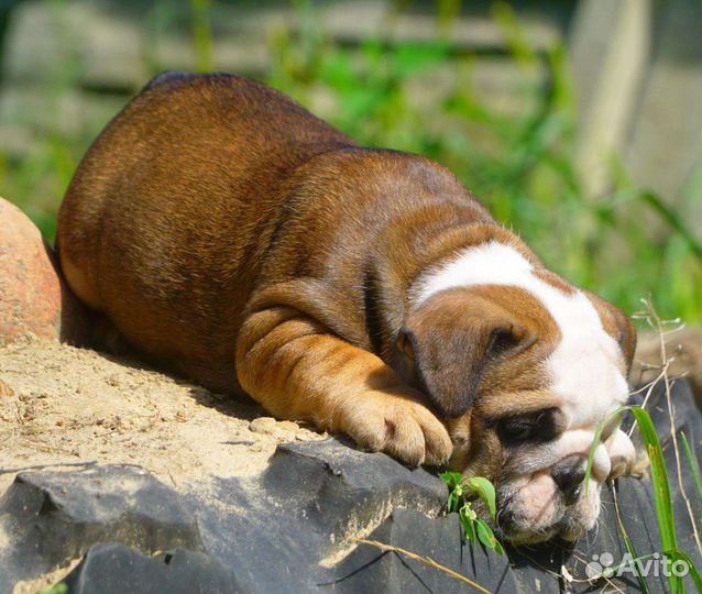 Английский бульдог,прекрасные девочки