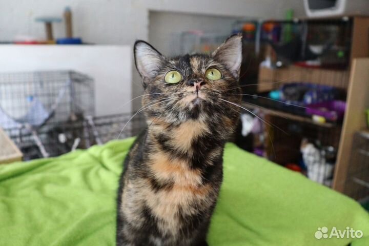 Кошечка Ира в добрые руки