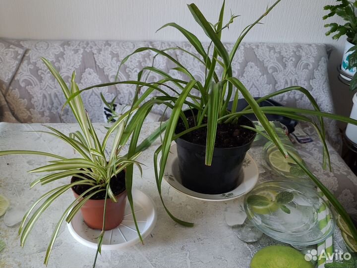 Хлорофитум