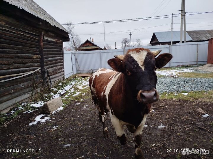 Бычки и быки
