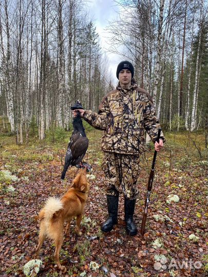 Вязка Кобель Карело-финская лайка