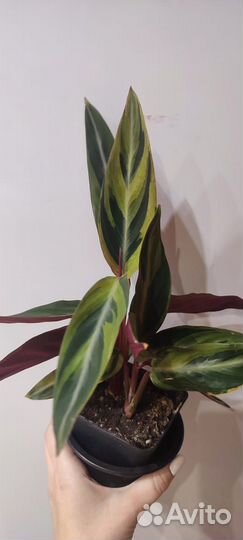 Строманта хорти колор