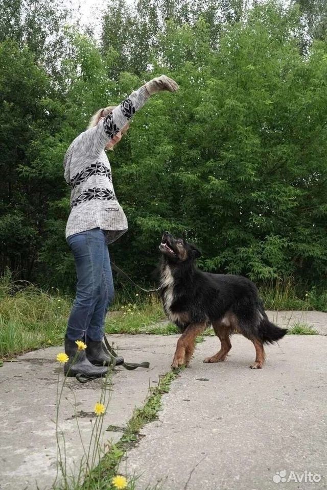 Собака павлин. Крашенный хвост у собаки.