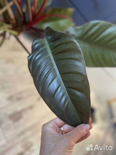 Филодендрон imperial red