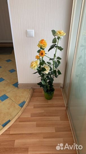 Роза в горшке