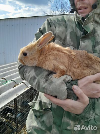 Кролики новозеландские