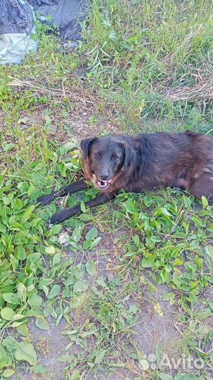 Щенки бесплатно средней породы