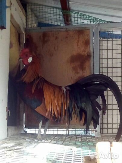 Инкубационное яйцо и молодняк кур, уток и павлинов