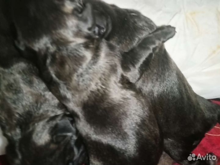 Французский бульдог щенки