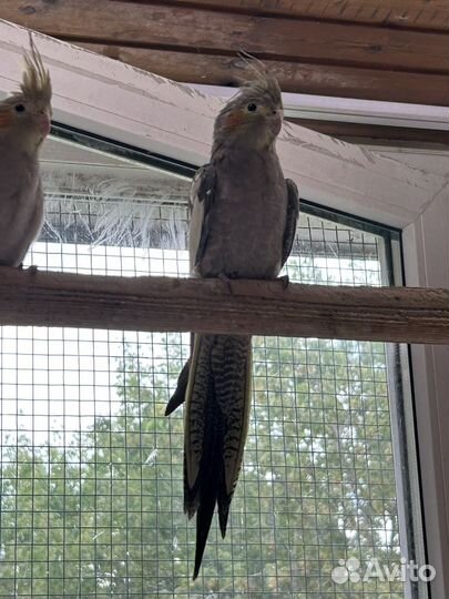 Корелла.Самочка 3,5 месяца