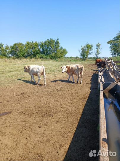 Телята бычки от 6 мес