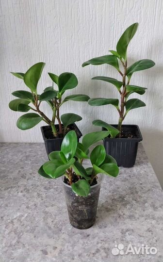 Пеперомия туполистная или прямостоячая