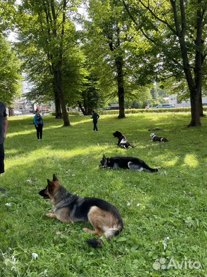 Профессиональная дрессировка, передержка собак