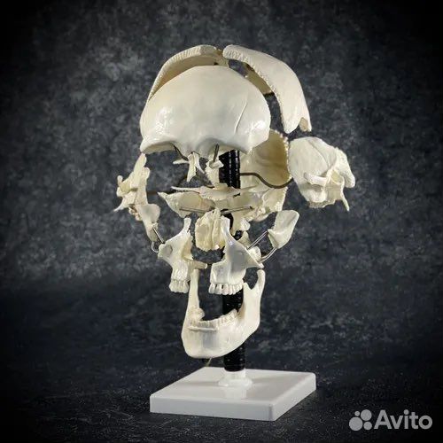 Анатомическая модель кости черепа человека
