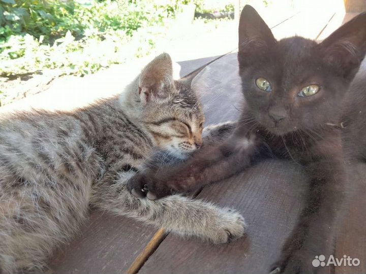 Котята ищут дом