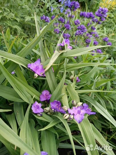 Многолетние садовые цветы