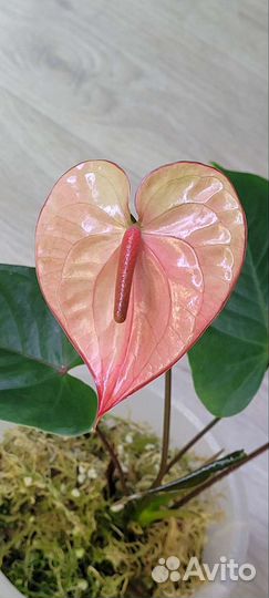 Антуриум Текила