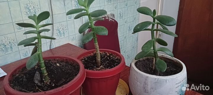 Денежное дерево (крассула)