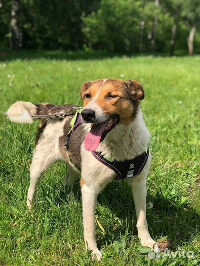 Домашняя собачка попала в приют