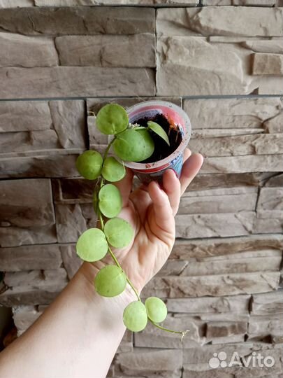 Дисхидия клейстаита