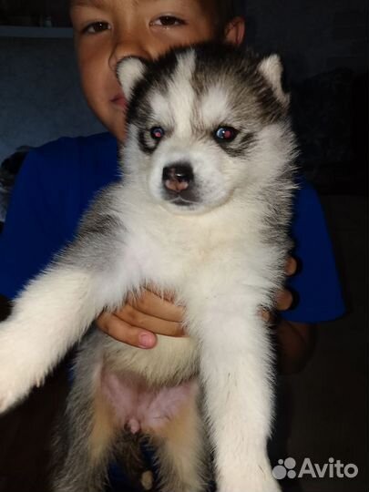 Щенки сибирской хаски