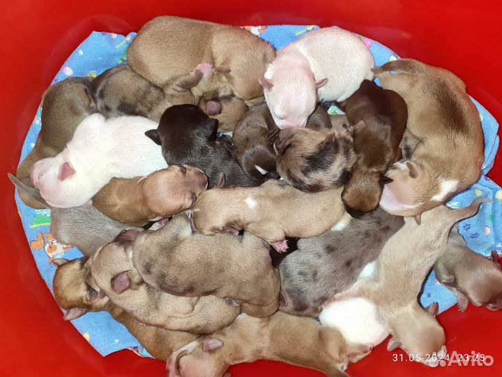 Щенки чихуа микро мини стандарт