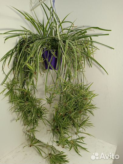 Хлорофитум хохлатый