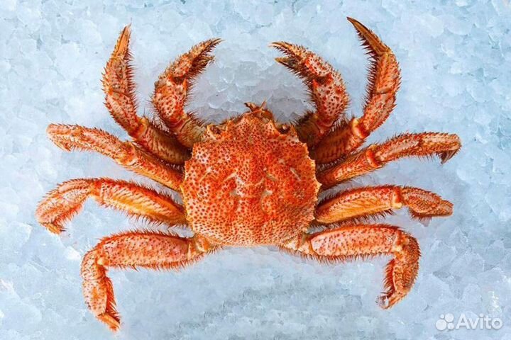 Краб волосатик