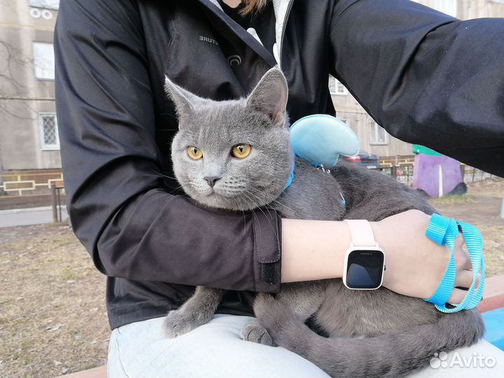 Кот вязка