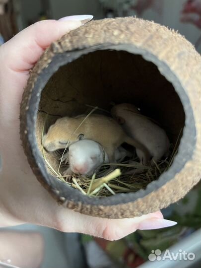 Песчанки в добрые руки 1 малыш