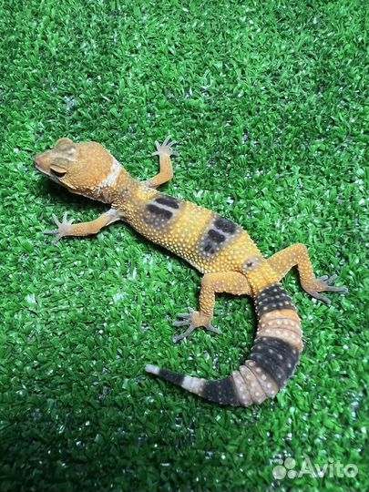 Эублефар (геккон) ящерица