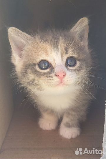 Котята 1,5 месяца в заботливую семью