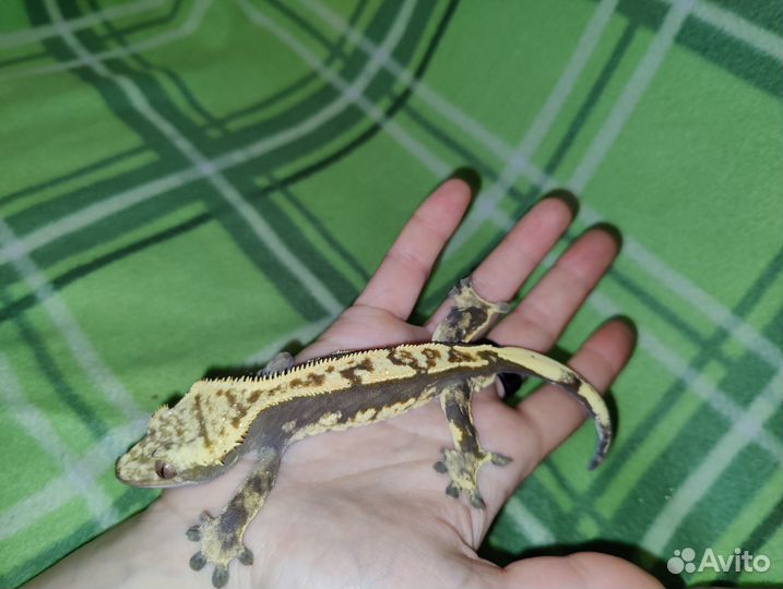 Реснитчатый бананоед геккон