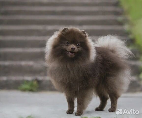 Предлагаются кобели для вязки