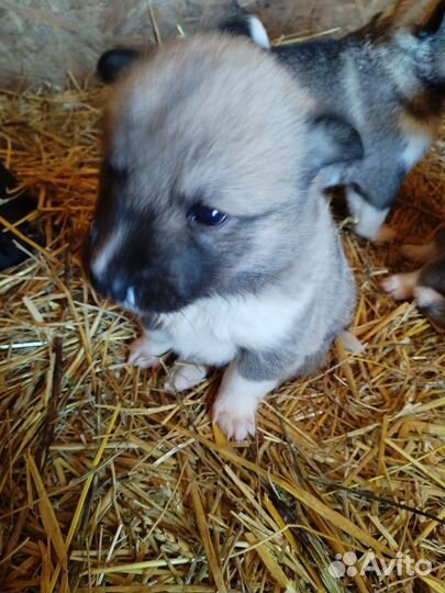 Собаки щенки