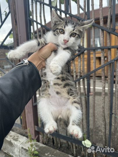 Котенок мальчик