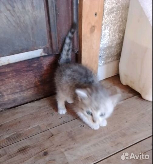Сибирская кошка