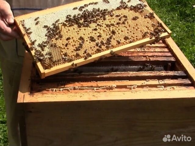 Мёд 24 года натуральный опт