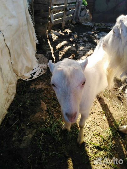 Продаются козы