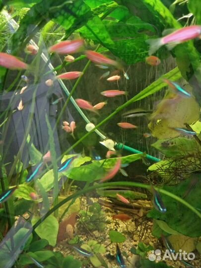 Рыбки и растения для запуска аквариума