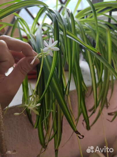 Хлорофитум