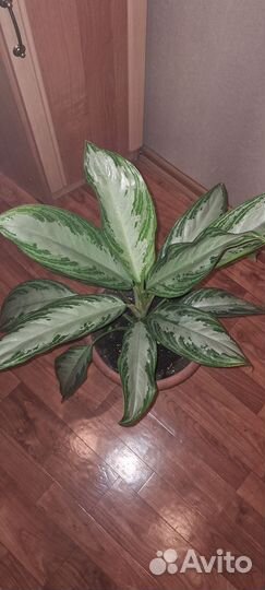 Диффенбахия