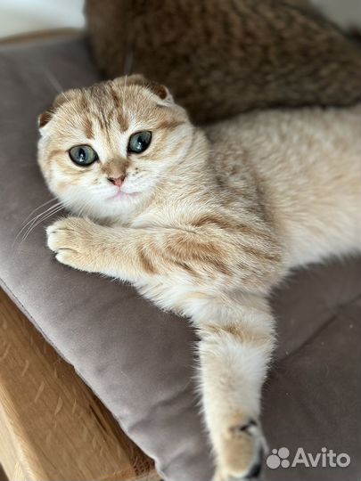 Шотландская