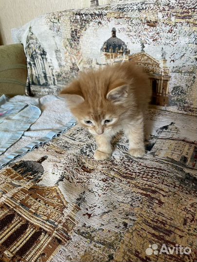 Котята в добрые руки мальчики