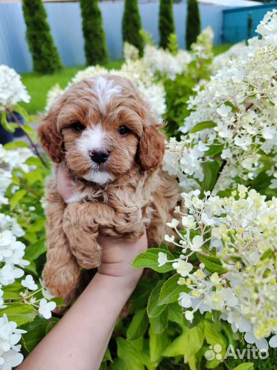 Щенки кавапу